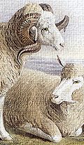Earthlore Explorations Astrology: Aries the Ram