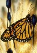 Earthlore Explorations Astrology: Monarch Butterfly