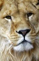 Earthlore Explorations Astrology Leo: Lion Portrait